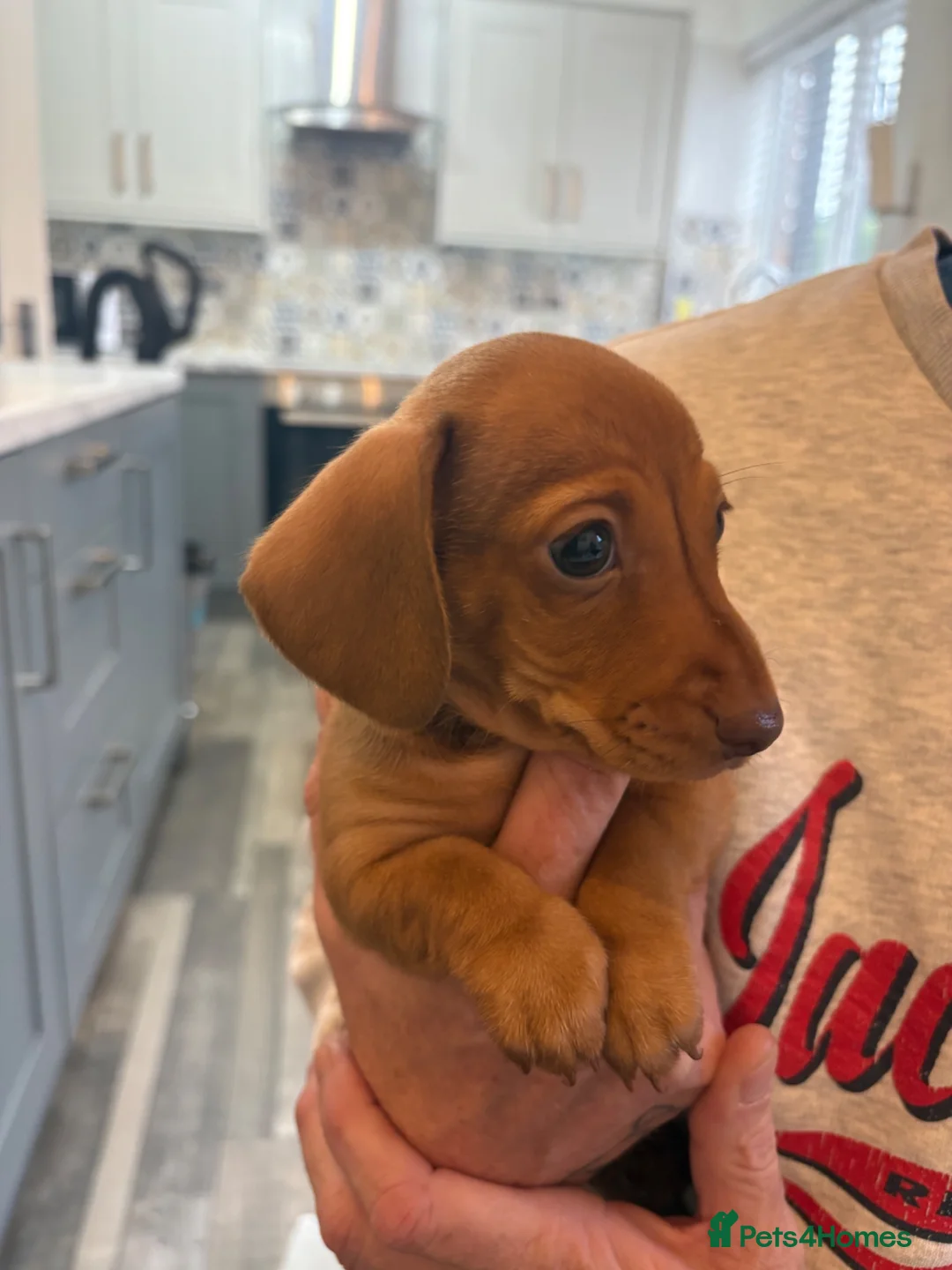 Miniature Dachshund dogs for sale: READY NOW mini Daxi  - Advert 2