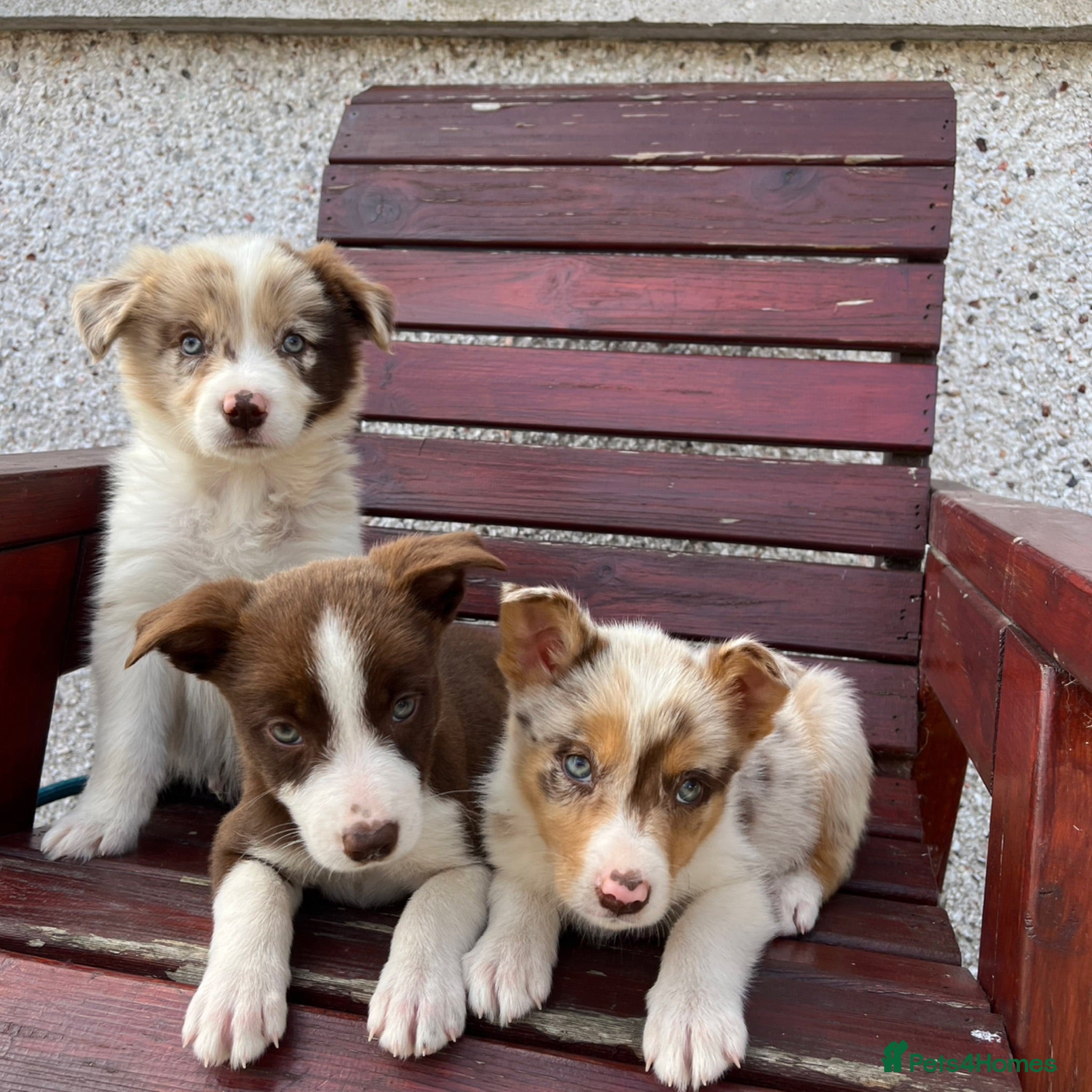 Border Collie dogs Red / White + Red Merle Border Collie Puppies - Advert 1