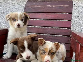 Border Collie dogs Red / White + Red Merle Border Collie Puppies - Advert 1