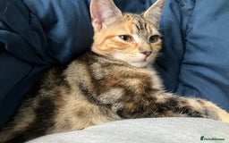 British Shorthair cats for sale: Maggie and cookie - Image 7