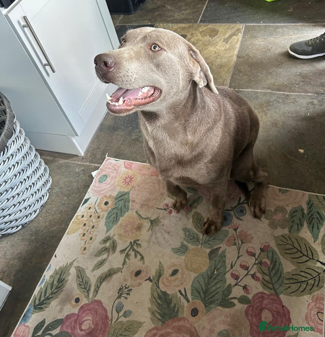 Labrador Retriever dogs for sale: Labrador - Image 2