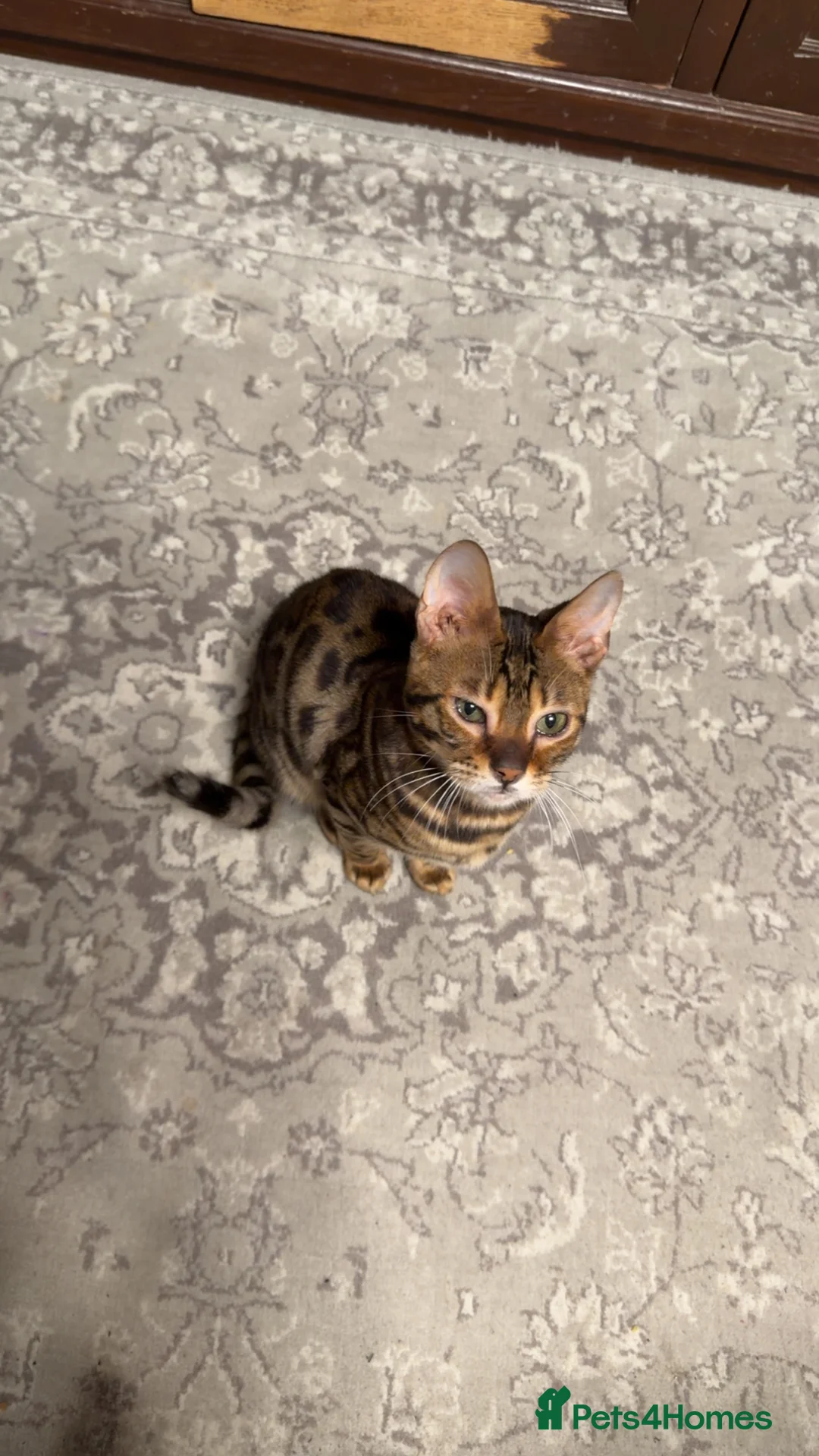 Bengal cats for sale: Last male TICA REGISTERED  - Advert 5