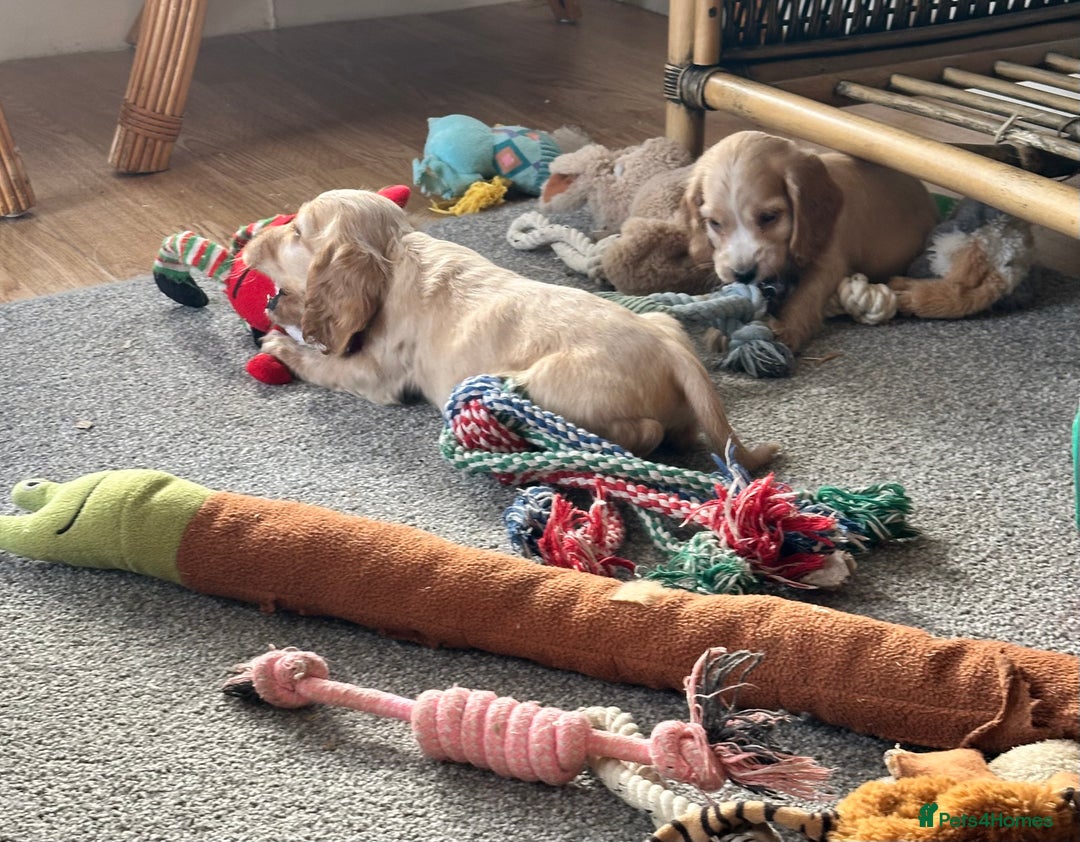 Cocker Spaniel dogs for sale: Beautiful gold cocker puppies - Image 18