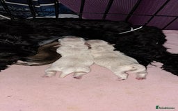 Mixed Breed dogs for sale: Three cute Malshipoo puppies - Image 2