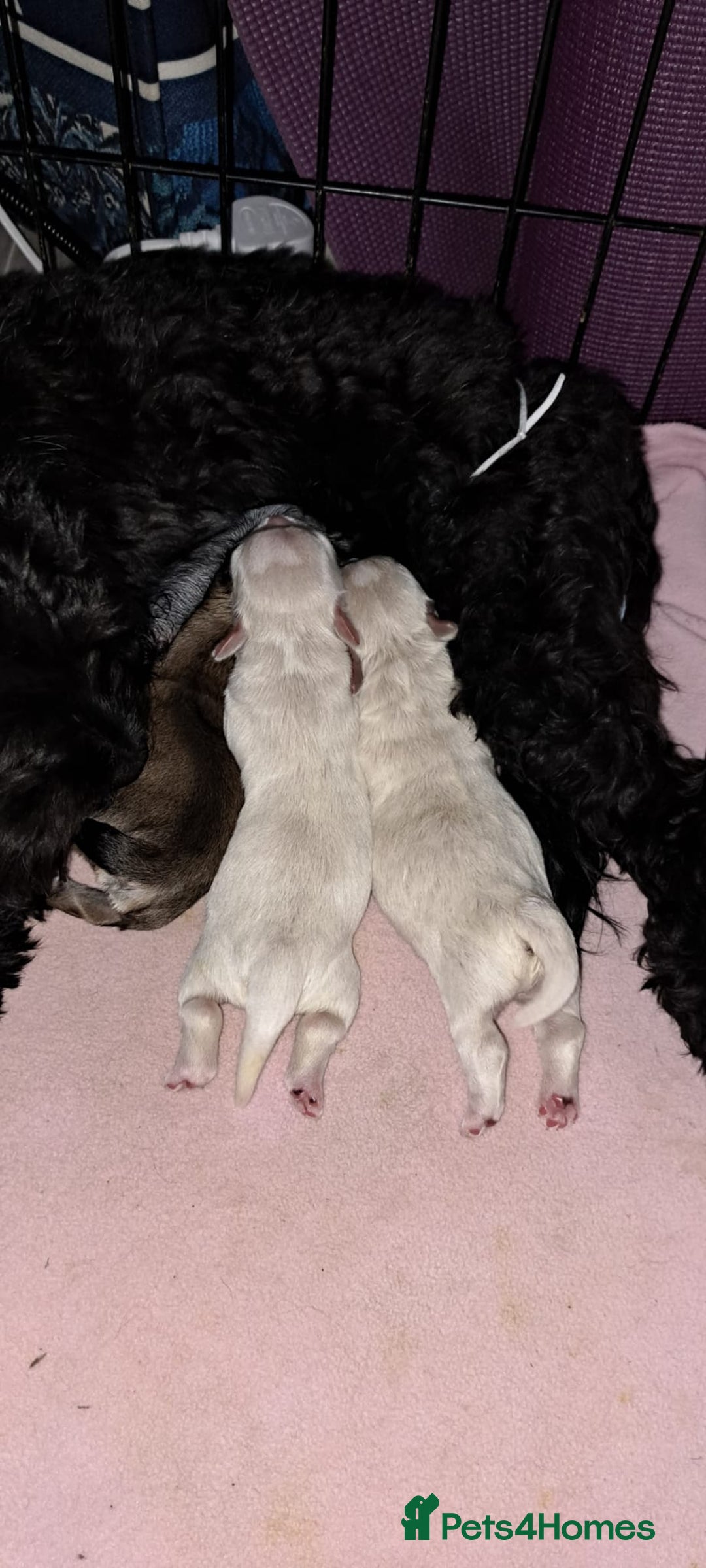 Mixed Breed dogs for sale: Three cute Malshipoo puppies - Image 2