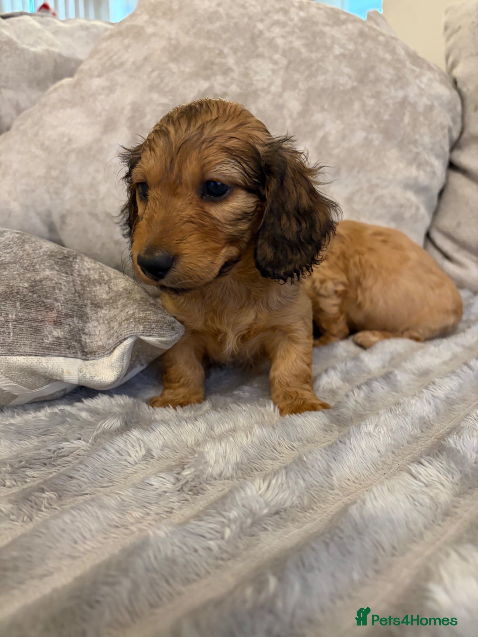 Miniature Dachshund dogs Ready Now stunning cream mini dachound babies - Advert 1