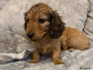 Miniature Dachshund dogs Ready Now stunning cream mini dachound babies - Advert 3