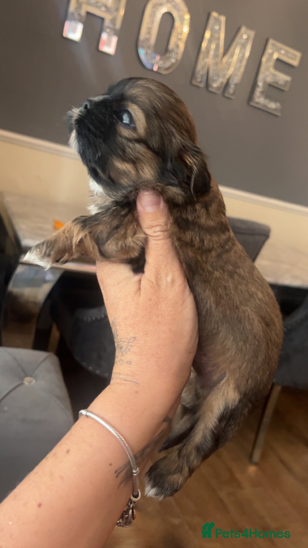 Shih Tzu dogs for sale: Cream and chocolate imperial shih tzu pups - Image 22