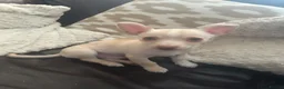 Chihuahua dogs for sale: Chihuahua boy puppy beige and white green eyes - Advert 1