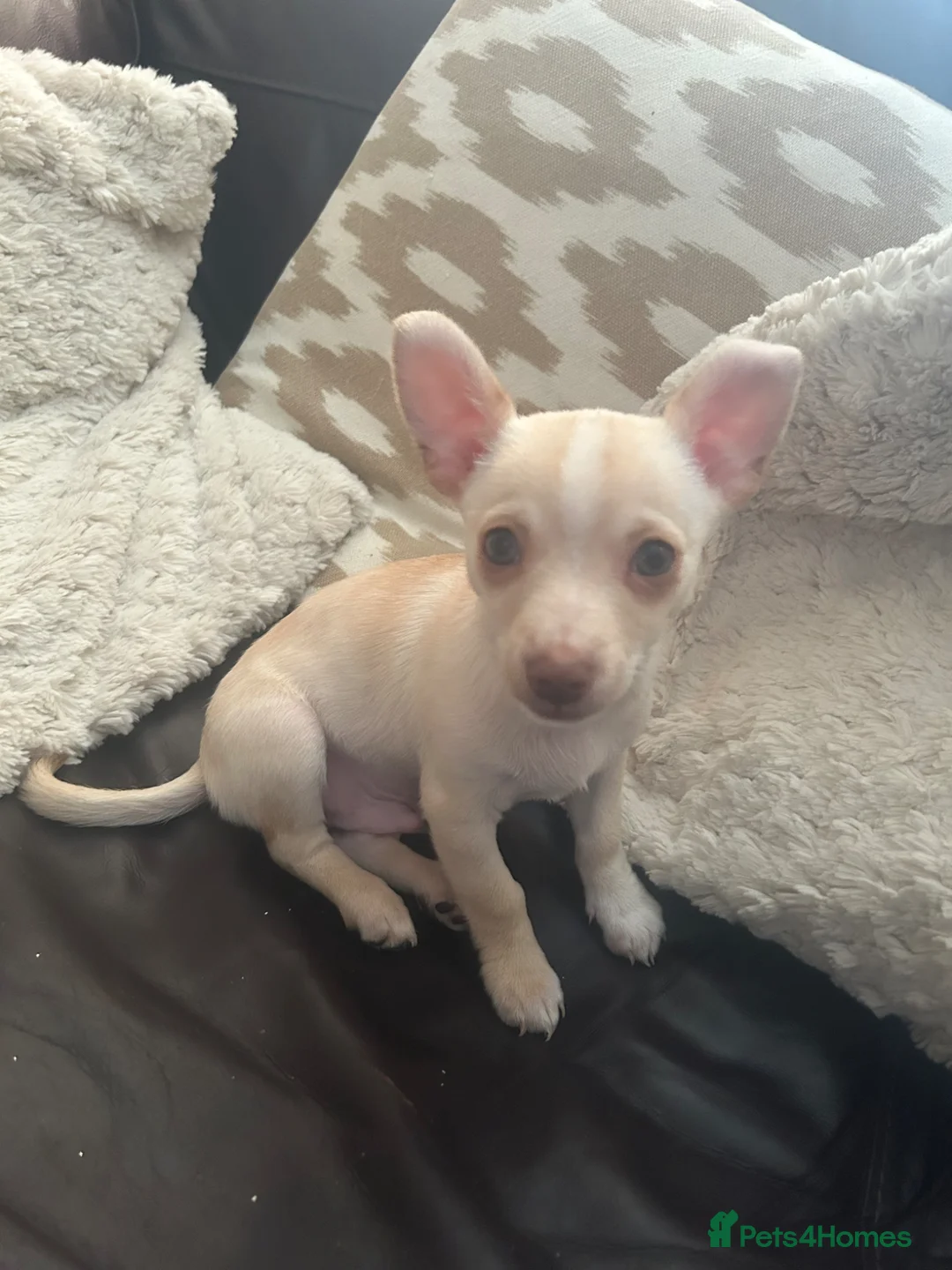 Chihuahua dogs for sale: Chihuahua boy puppy beige and white green eyes - Advert 1