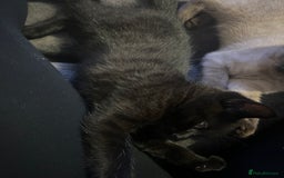 Ragdoll cats for sale: Ragdoll mix (available Now)  - Image 7