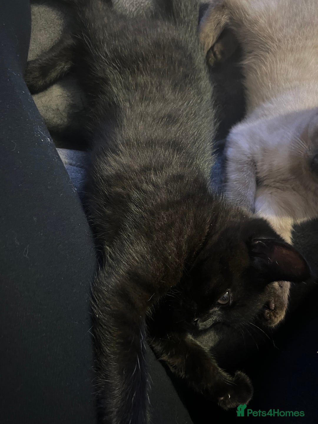 Ragdoll cats for sale: Ragdoll mix (available Now)  - Image 7
