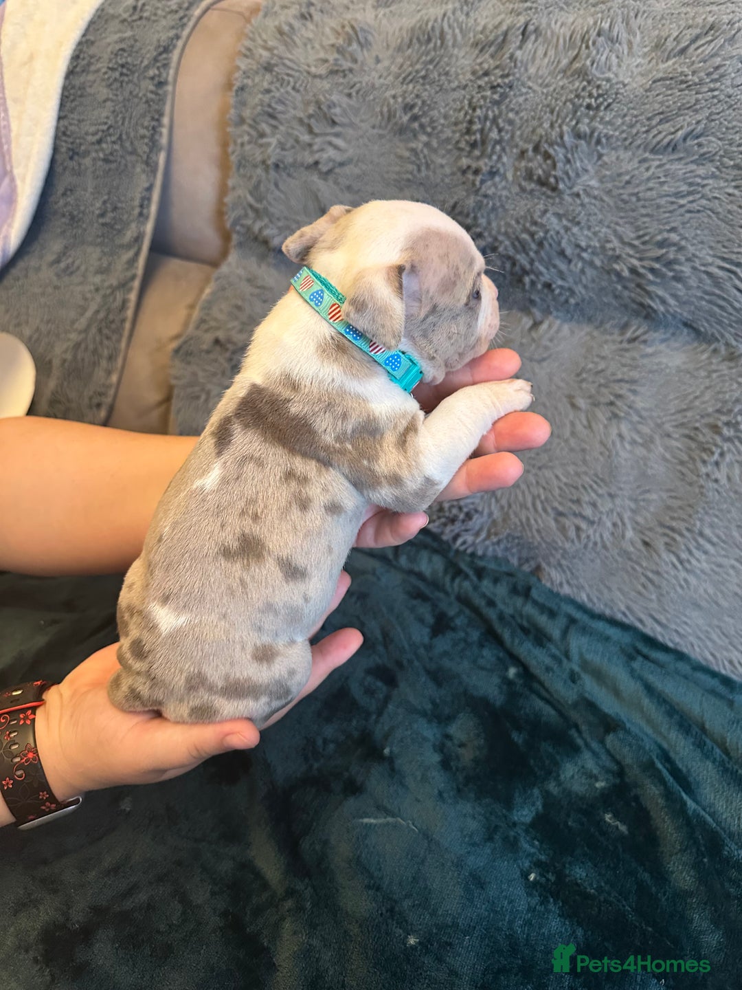 American Bully dogs for sale: 🐾 ABKC Registered Micro/Pocket Bully Puppies! 🐾 - Image 9