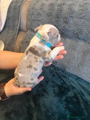 American Bully Puppy 3 blue collar