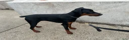 Dobermann dogs for sale: Beautiful 8 Month Old Female Doberman - Advert 5