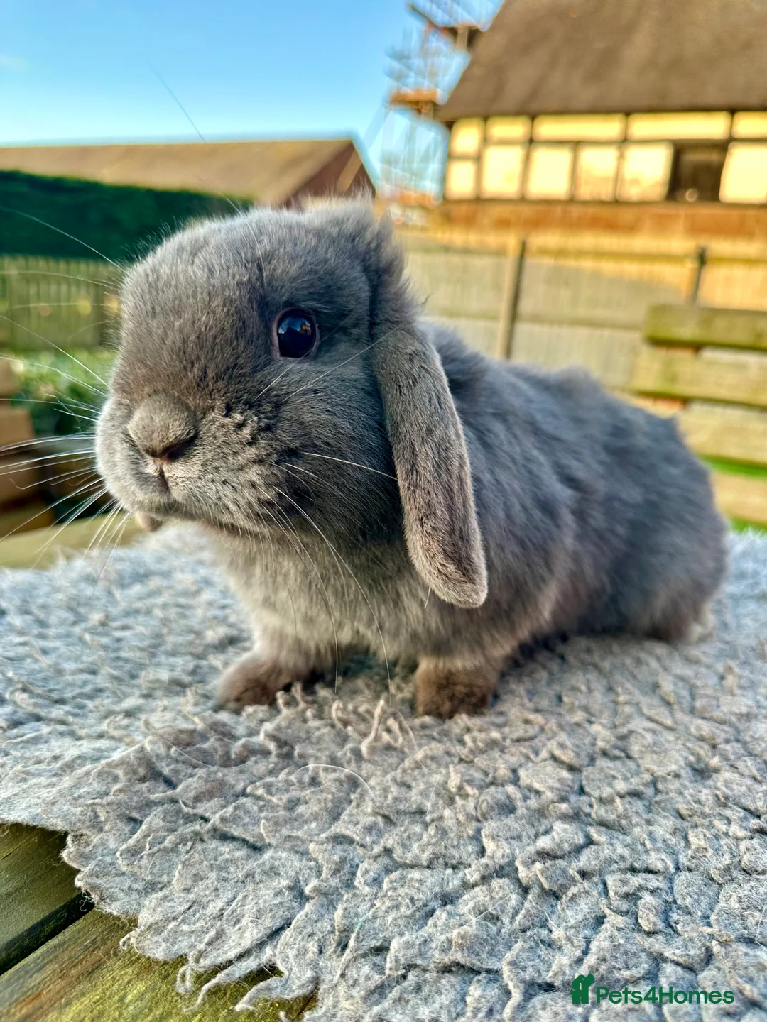 Mini Lop rabbits for sale: Grey mini lop girl ready to leave - Advert 6