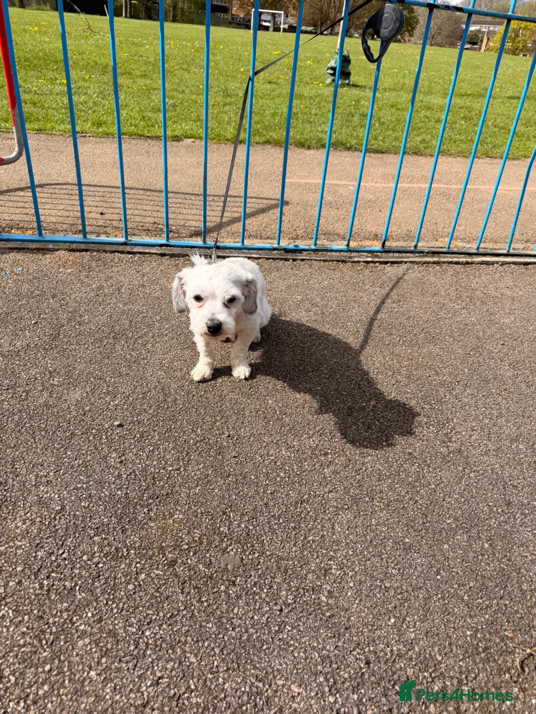 Bichon Frise dogs for sale: Bichon Frise  in Banbury - Advert 4