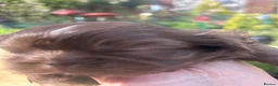 Shih Tzu dogs for sale: Imperial Shihtzu Chocolates - Advert 22