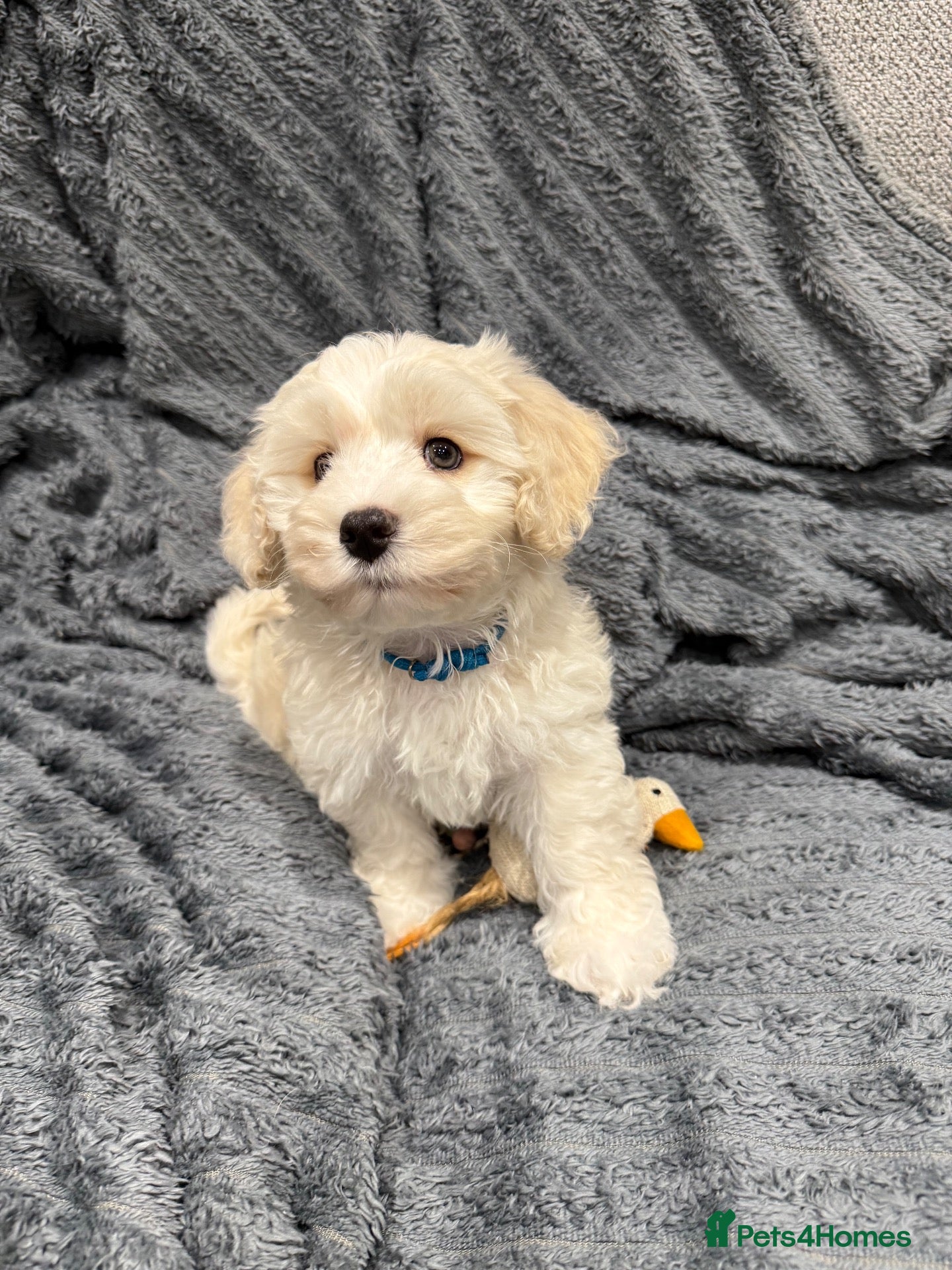 Maltipoo dogs 💙 last Stunning Maltipoo boy ready now  💙 - Advert 2