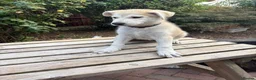 Mixed Breed dogs for sale: White Swiss shepherd cross wolf dog - Advert 7