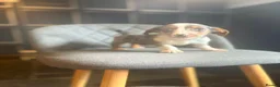 Mixed Breed dogs for sale: Welsh Terrier x Jack Russell Puppies Ready To Go in Wigan - Advert 6