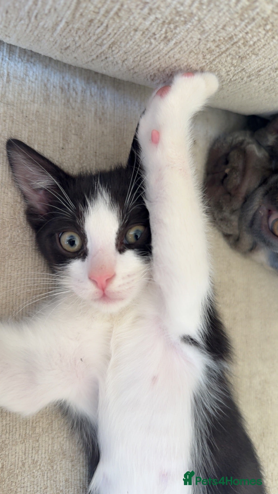 Mixed Breed cats Adorable Mixed Ragdoll Kittens 🐾💙 - Advert 2