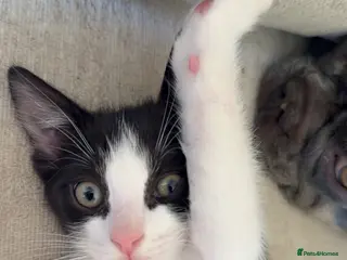 Mixed Breed cats Adorable Mixed Ragdoll Kittens 🐾💙 - Advert 2
