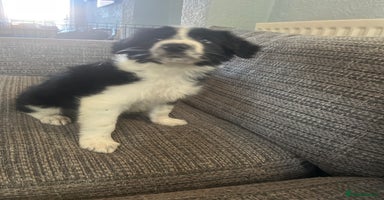 Border Collie dogs - Advert 5