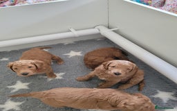 Mixed Breed dogs for sale: Miniature Goldendoodle Puppies - Image 22