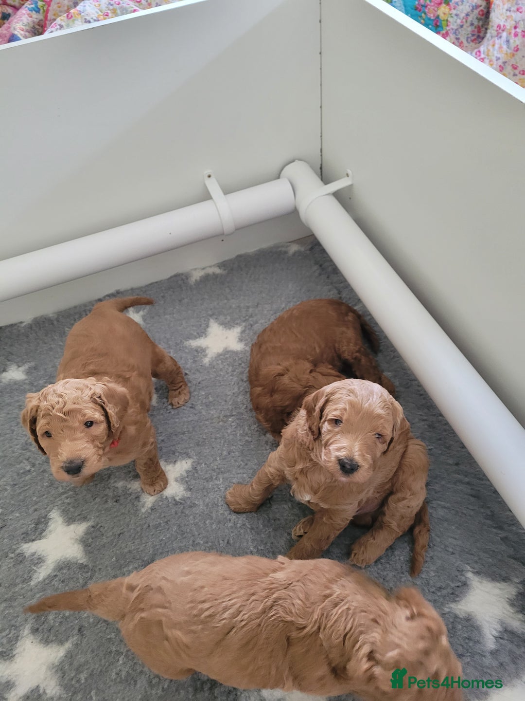 Mixed Breed dogs for sale: Miniature Goldendoodle Puppies - Image 22