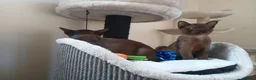 Burmese cats for sale: Stunning Brown Burmese Kittens. GCCF Reg.  - Advert 8