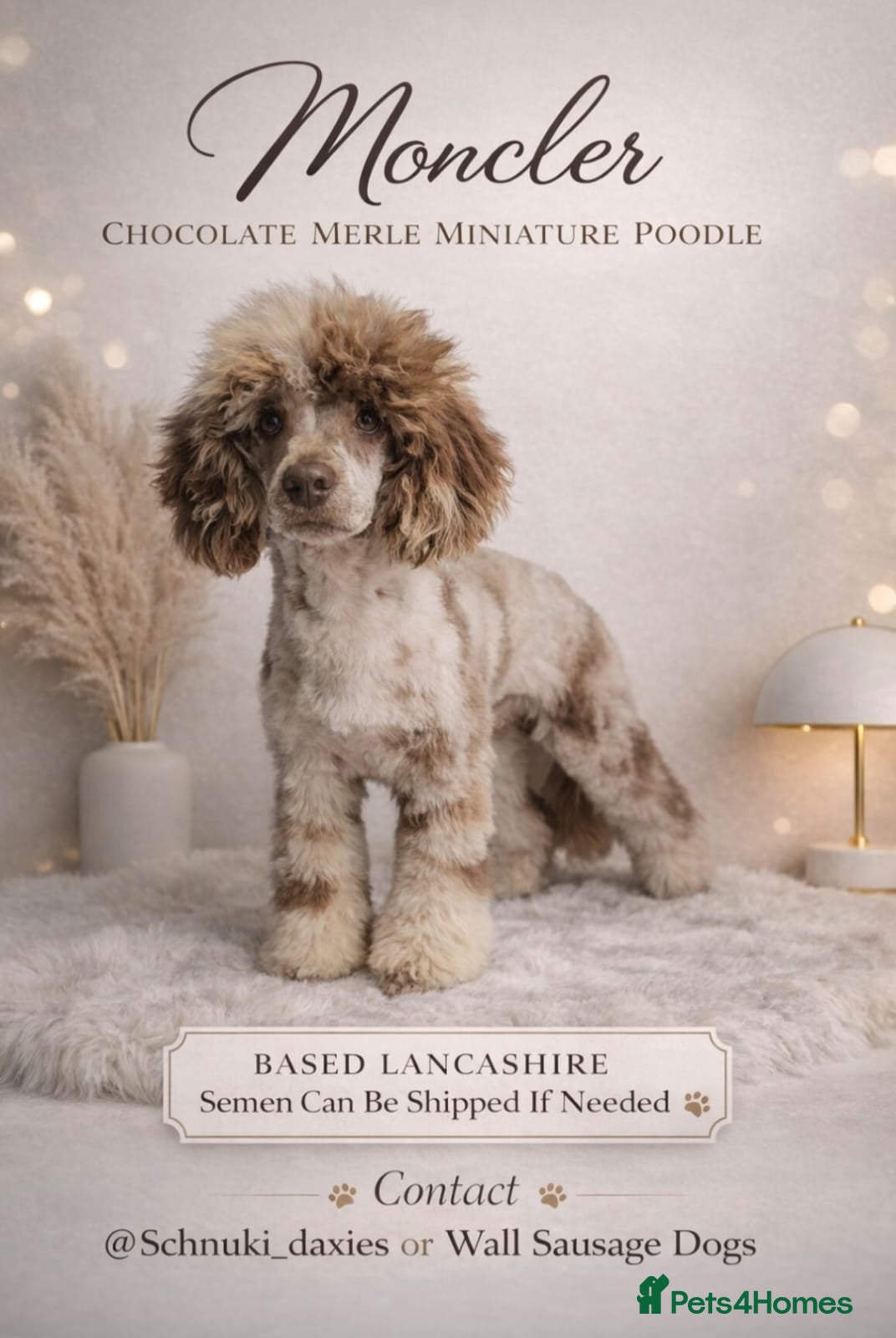 Miniature Poodle dogs Chocolate merle miniature poodle stud - Advert 6