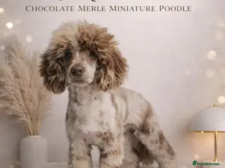 Miniature Poodle dogs Chocolate merle miniature poodle stud - Advert 11