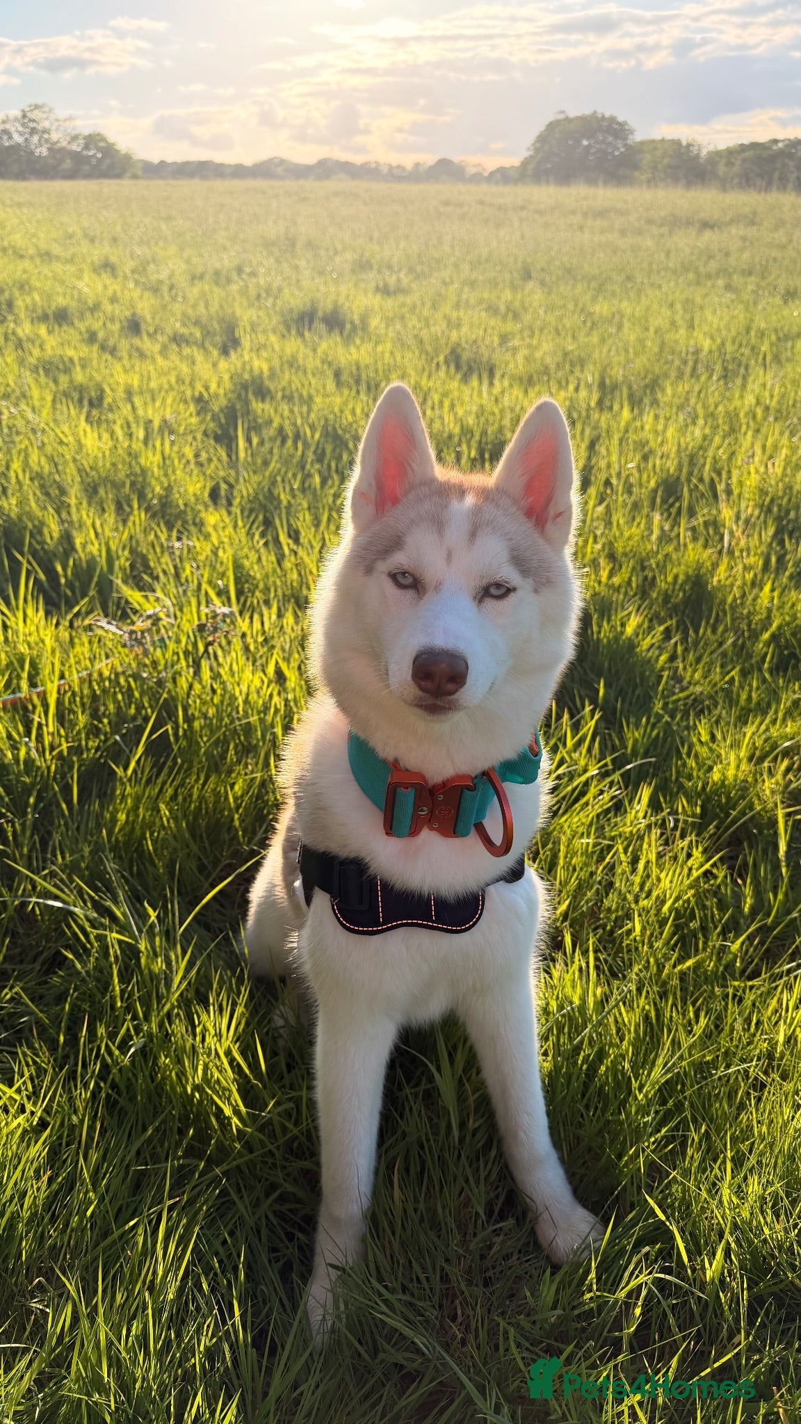 Siberian Husky dogs Rehoming Siberian Husky - Advert 1