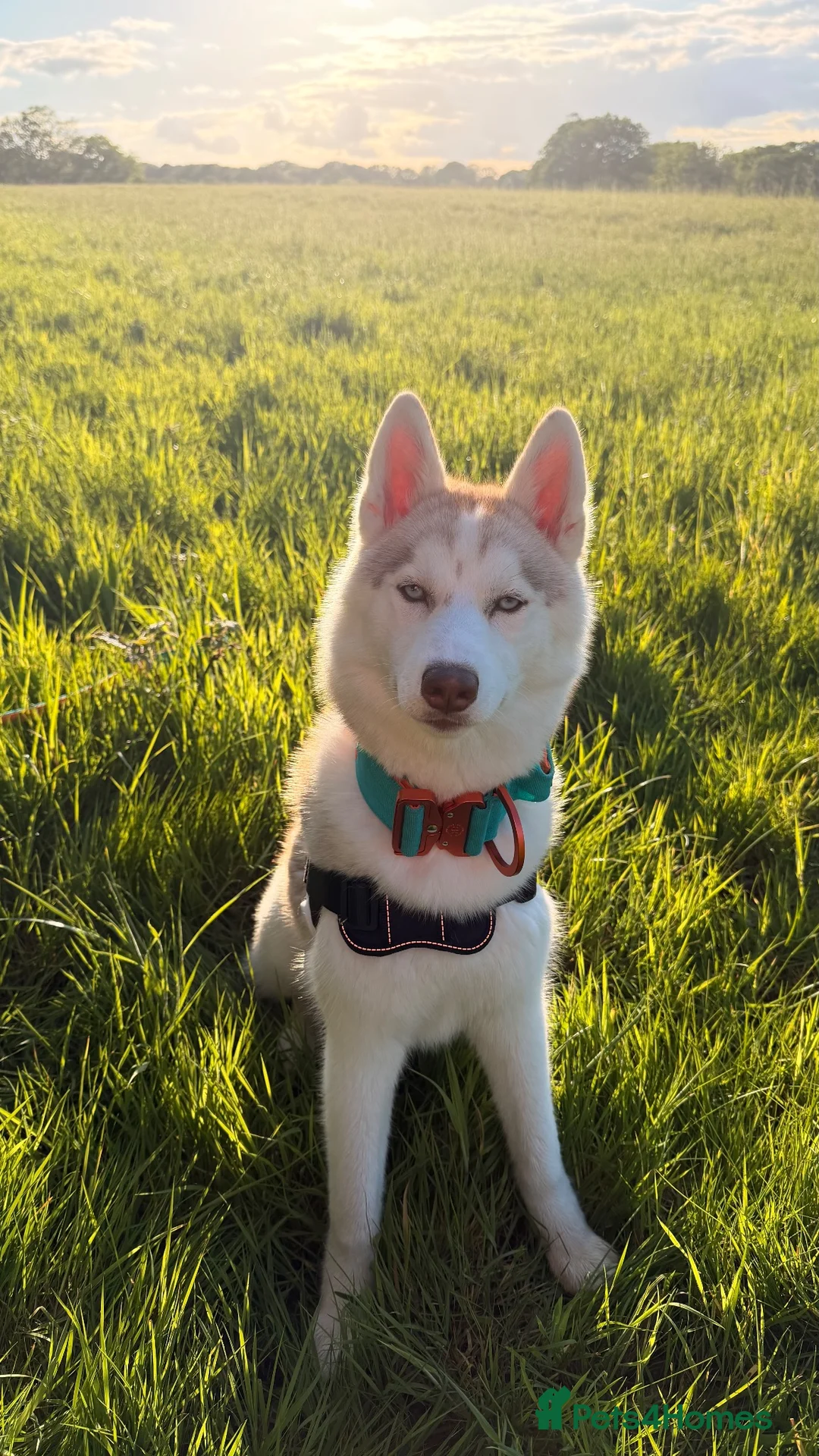Siberian Husky dogs for sale: Rehoming Siberian Husky - Advert 1