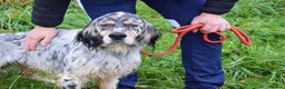 English Setter dogs for adoption: Iro   - Advert 5