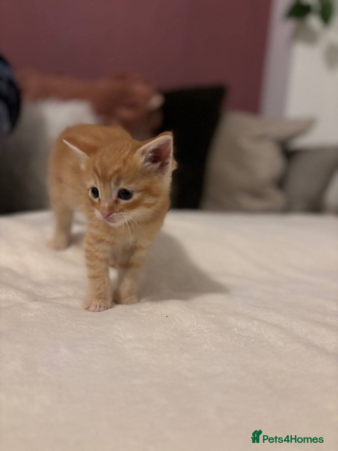 Mixed Breed cats for sale: Maine coon cross kittens  - Advert 3