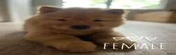 Chow Chow dogs for sale: form strong bonds Chow Chow - Advert 6