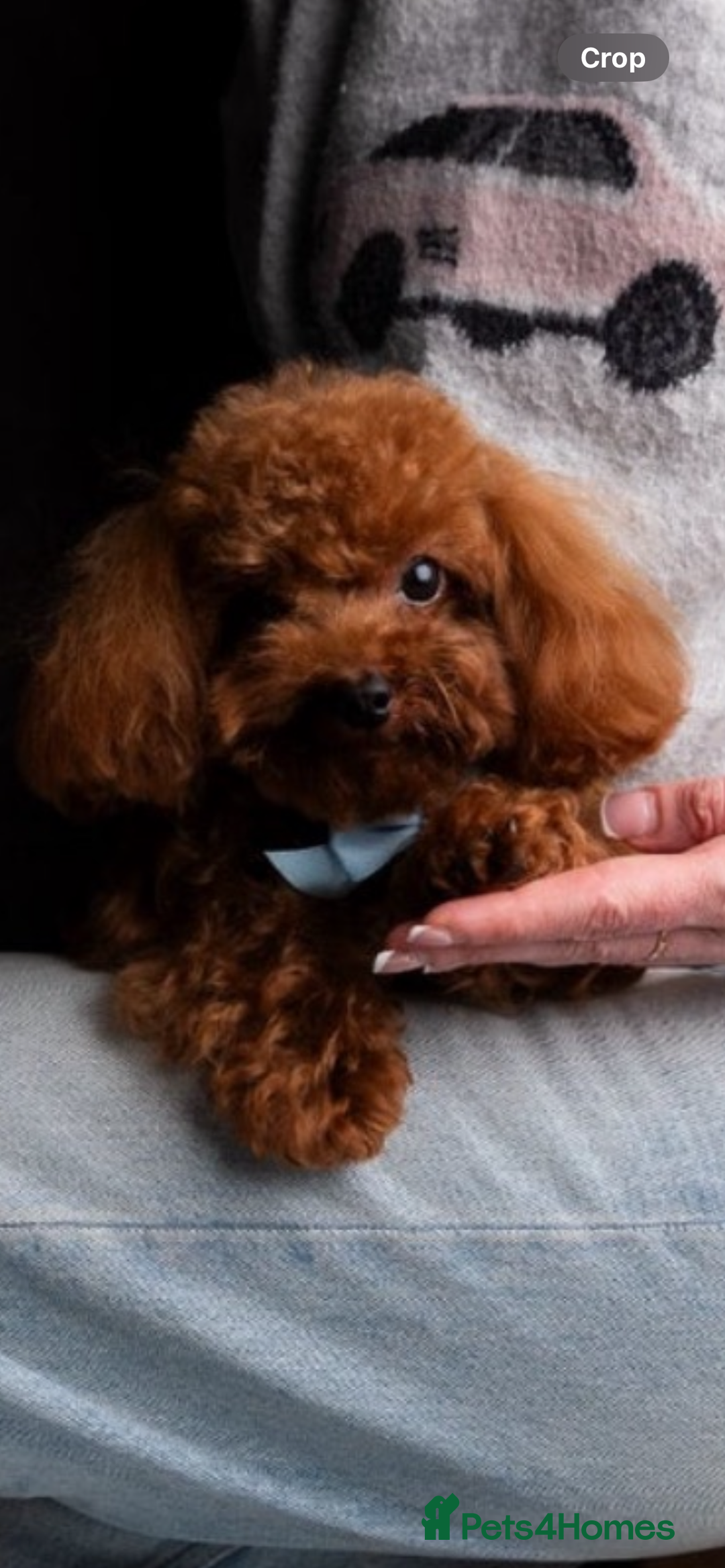 Toy Poodle dogs for sale: 5* Champion Bloodline  Asian Toy Poodles - Advert 14