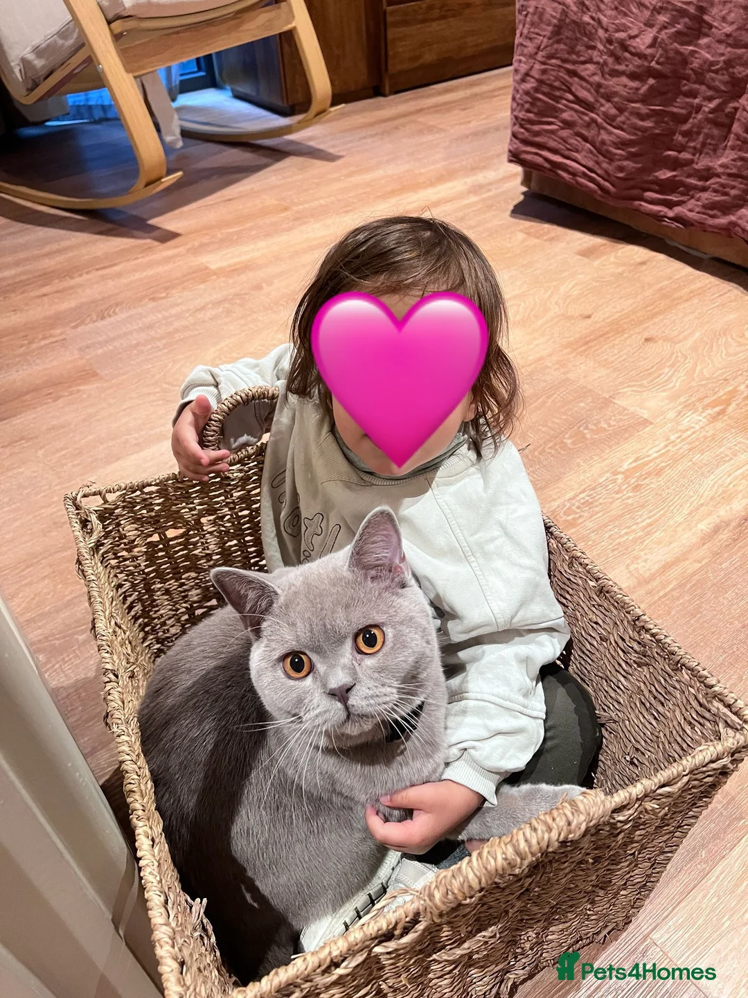 British Shorthair cats for sale: GCCF Lilac Male Pure-bred British Short Hair - Advert 3