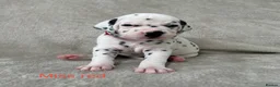 Dalmatian dogs for sale: Beautiful litter of Dalmatian puppies  - Advert 17