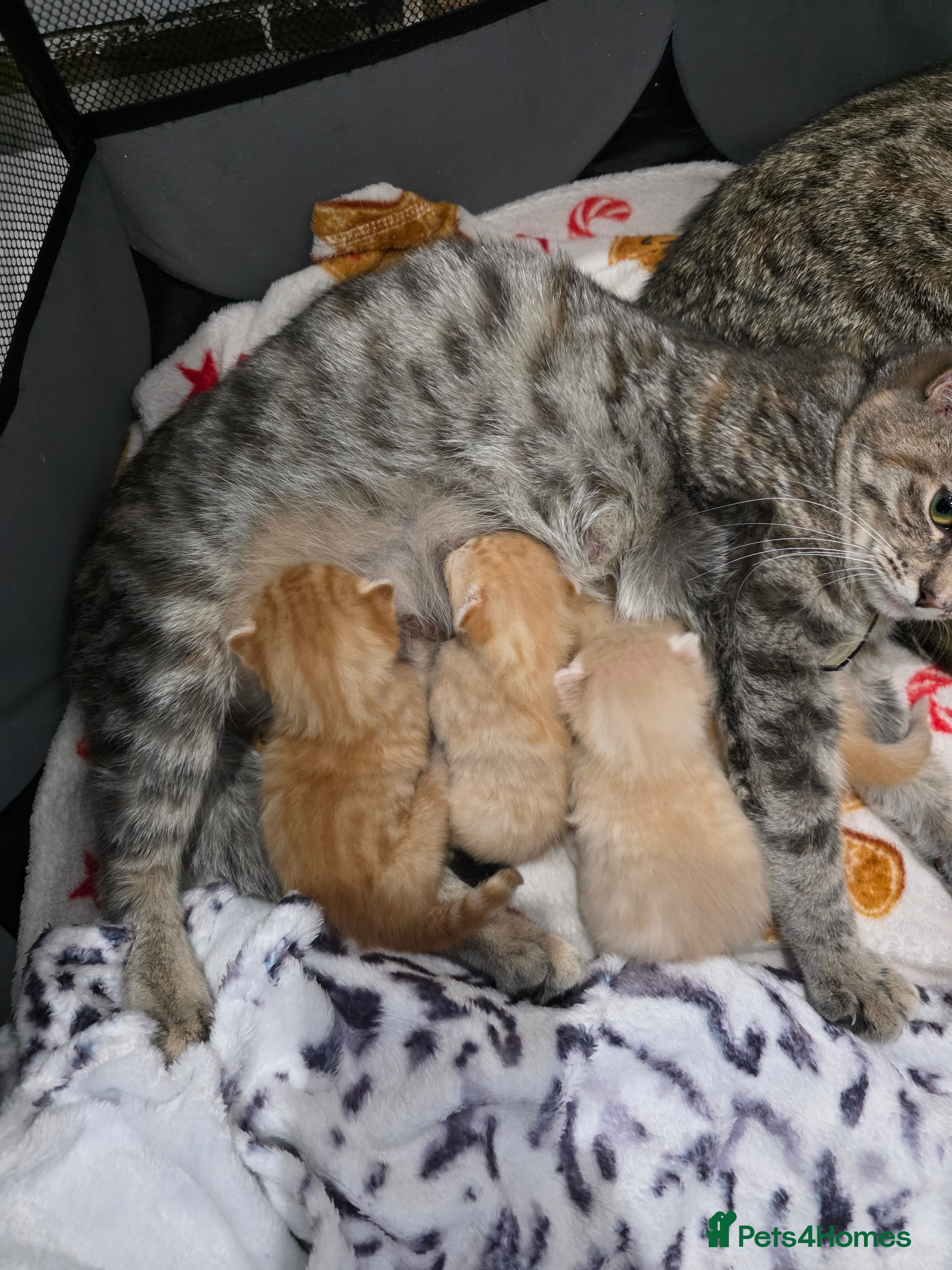 Ragdoll cats Rag doll x kittens  - Advert 4