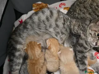 Ragdoll cats Rag doll x kittens - Advert 1