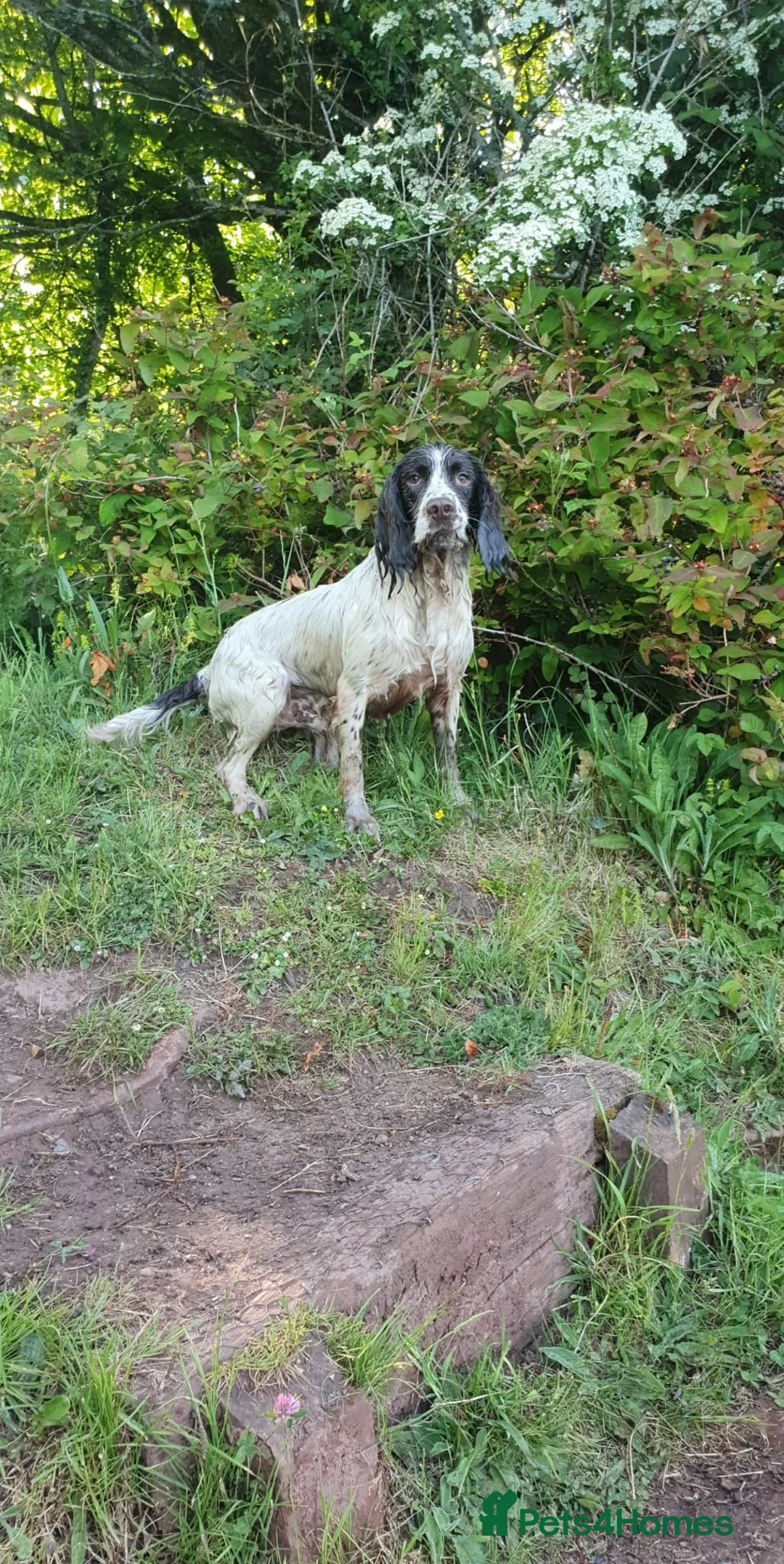 English Springer Spaniel dogs for sale: English Springer Spaniel Pups Working / House pets in Cleator Moor - Advert 19
