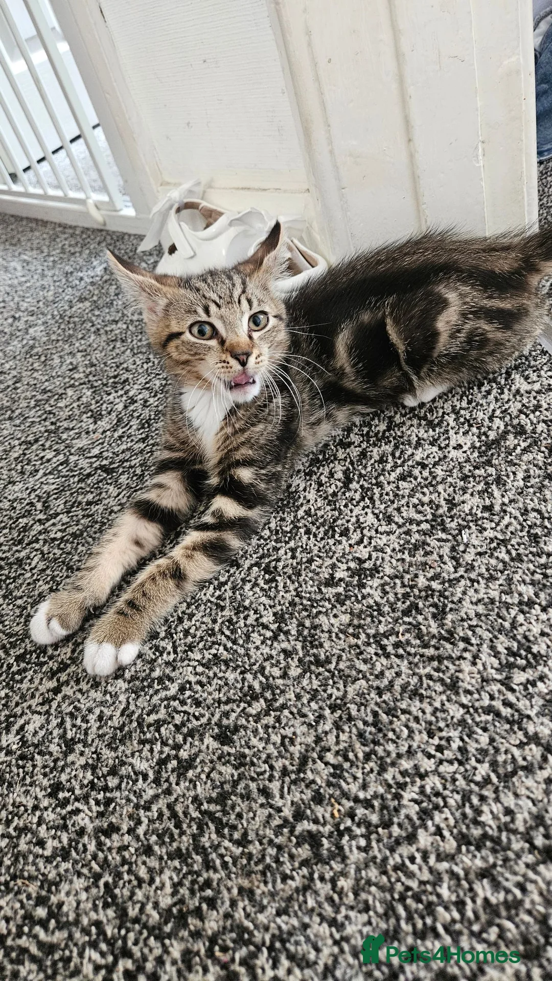 Mixed Breed cats for sale: Devon rex x tabby  - Advert 2