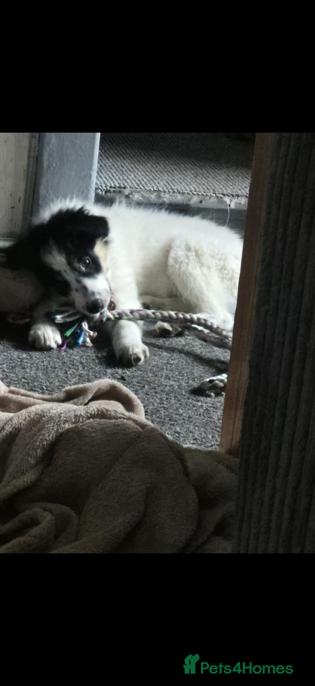 Border Collie dogs for sale: Beautiful border collie - Advert 2