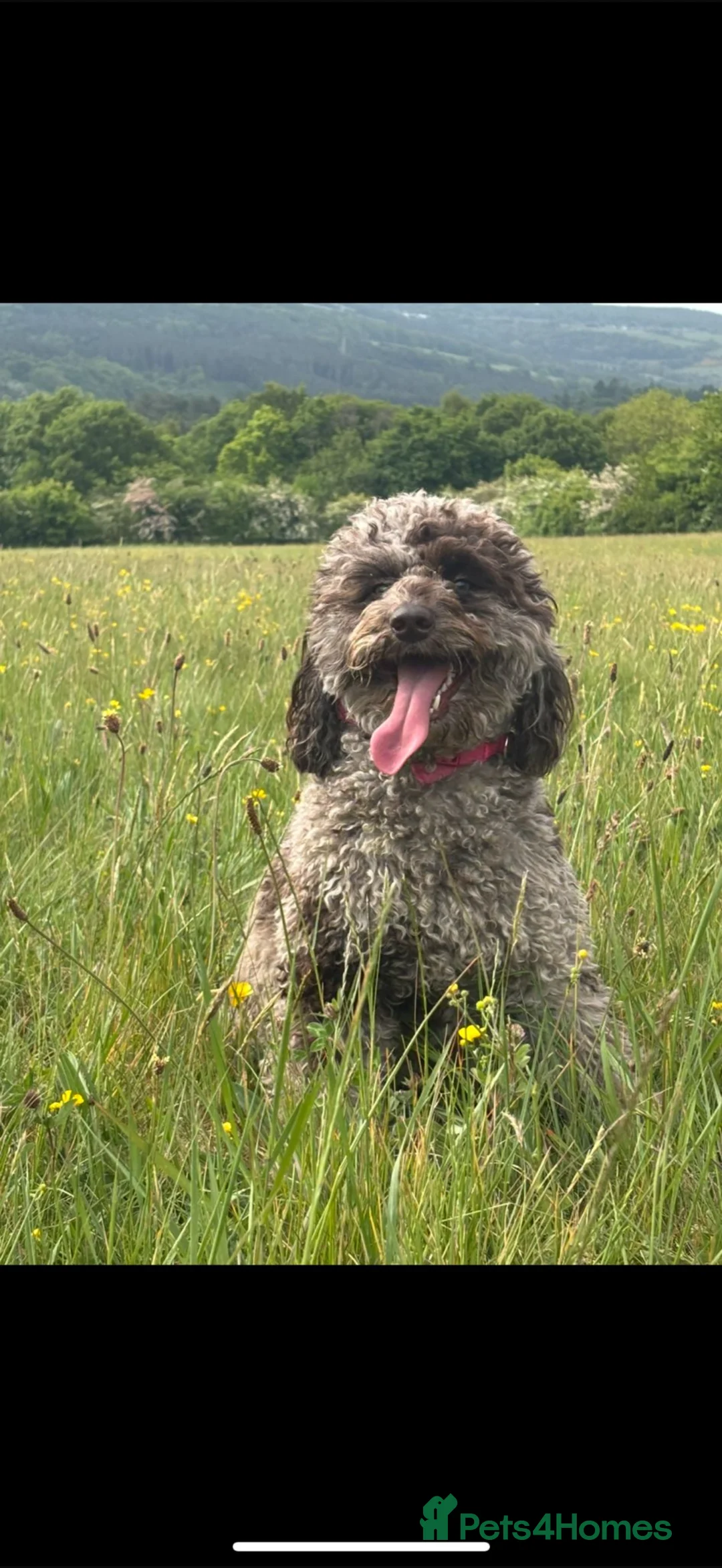 Cockapoo dogs for sale: Cockapoo puppies  - Advert 1