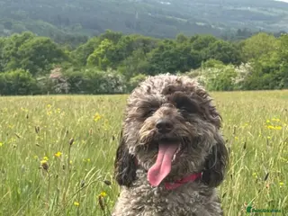 Cockapoo dogs Cockapoo puppies - Advert 3