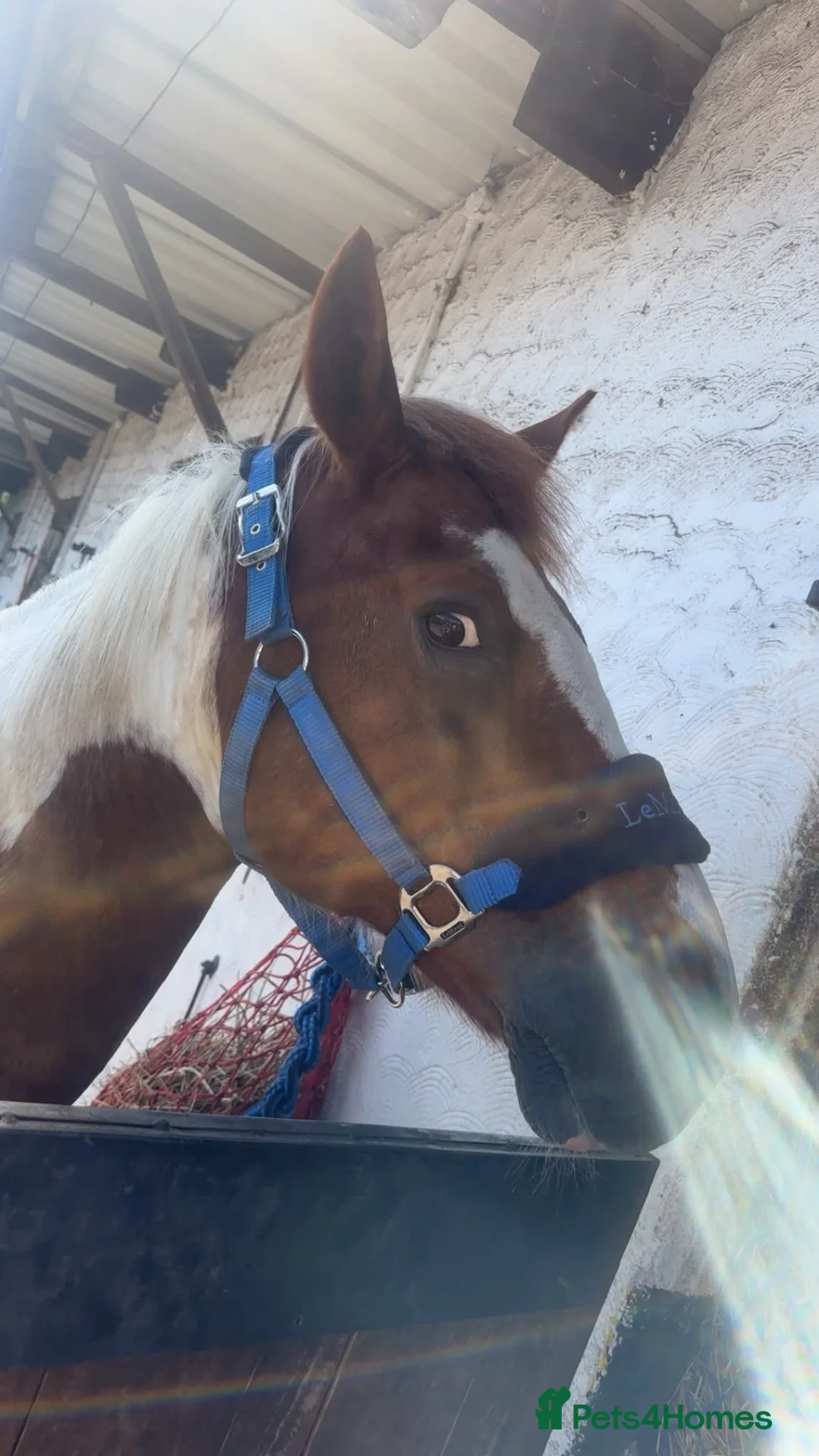 Other Breed horses for sale: Gelding 14hh  - Advert 2