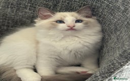 Ragdoll cats for sale: Ragdoll kittens - Image 8